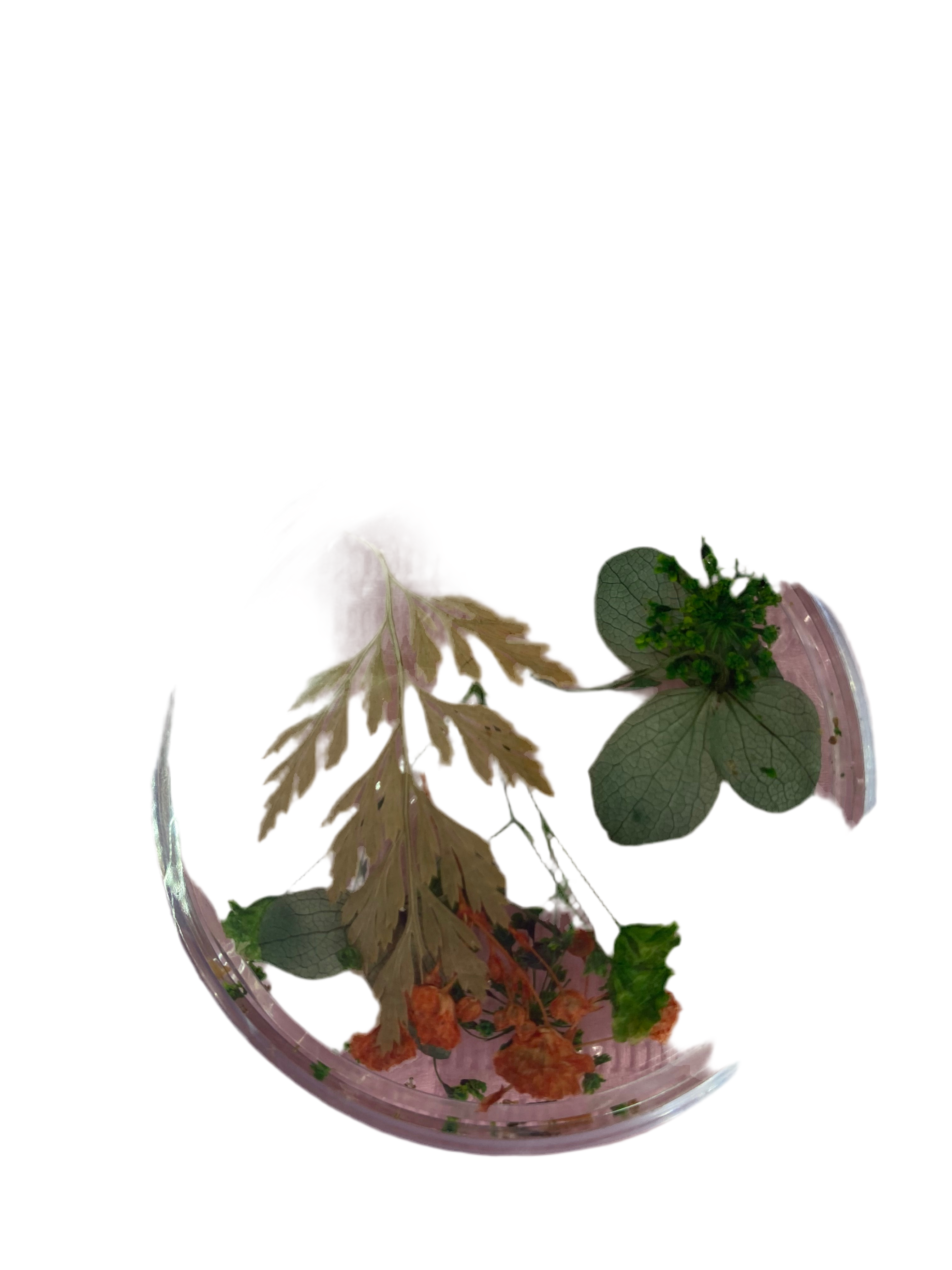 Dry Flowers | Set of 53 Colors