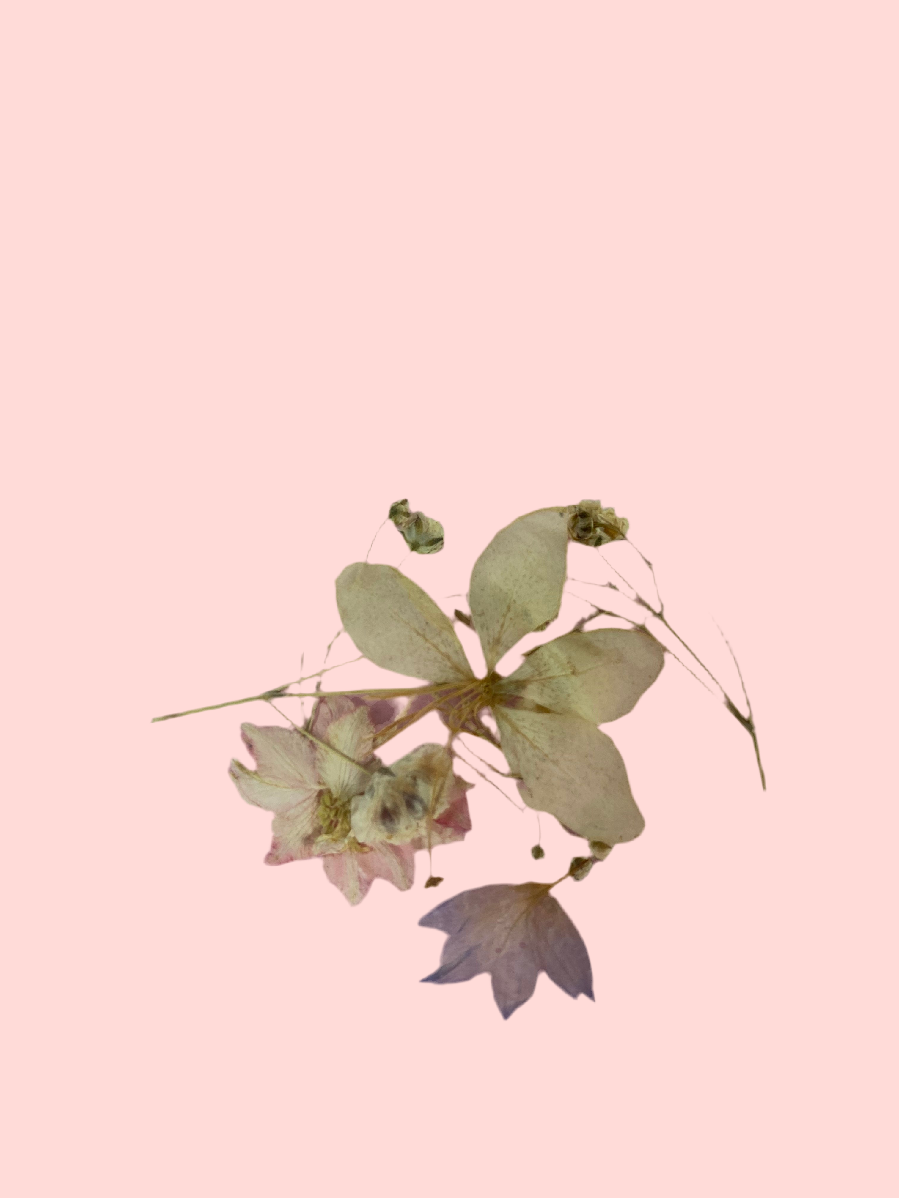 Dry Flowers | Set of 53 Colors