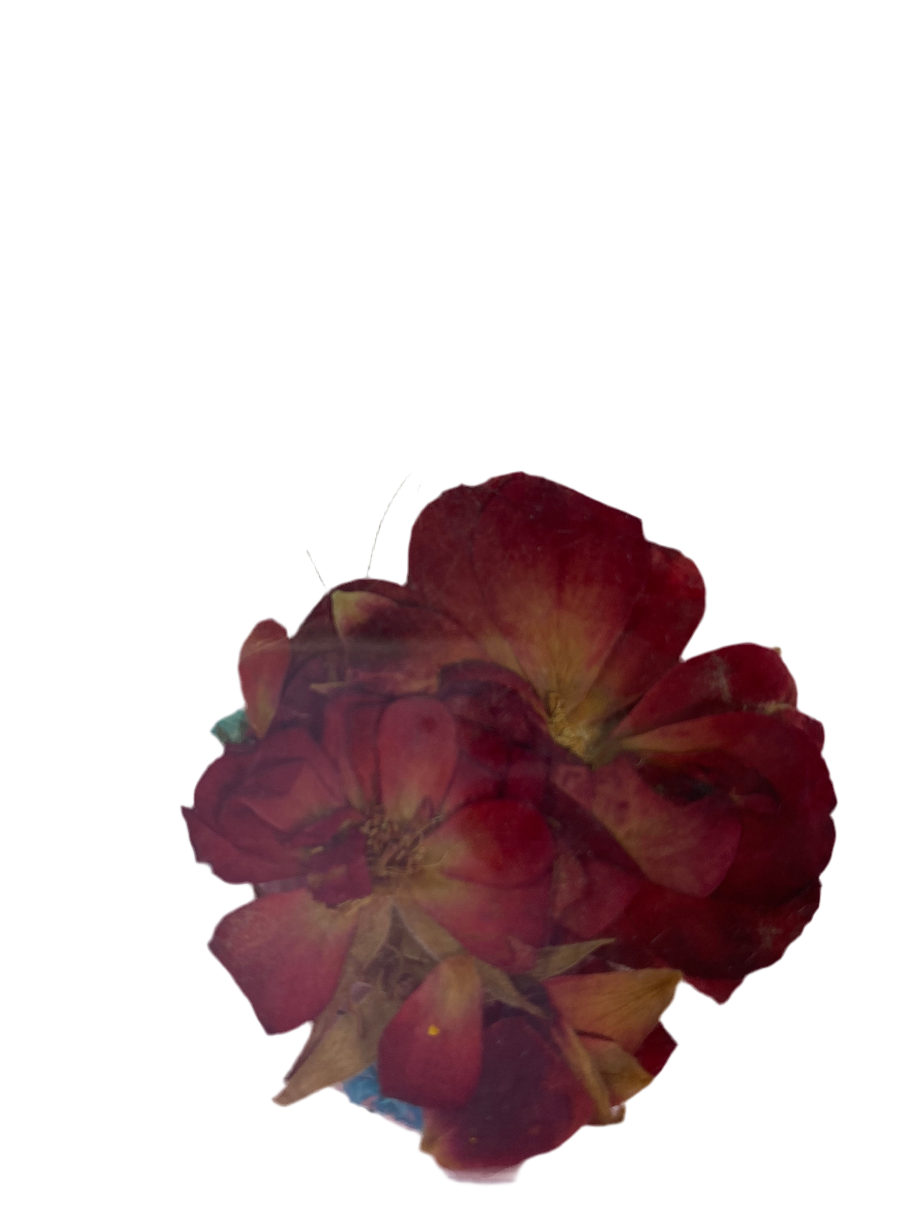 Dry Flowers | Set of 53 Colors