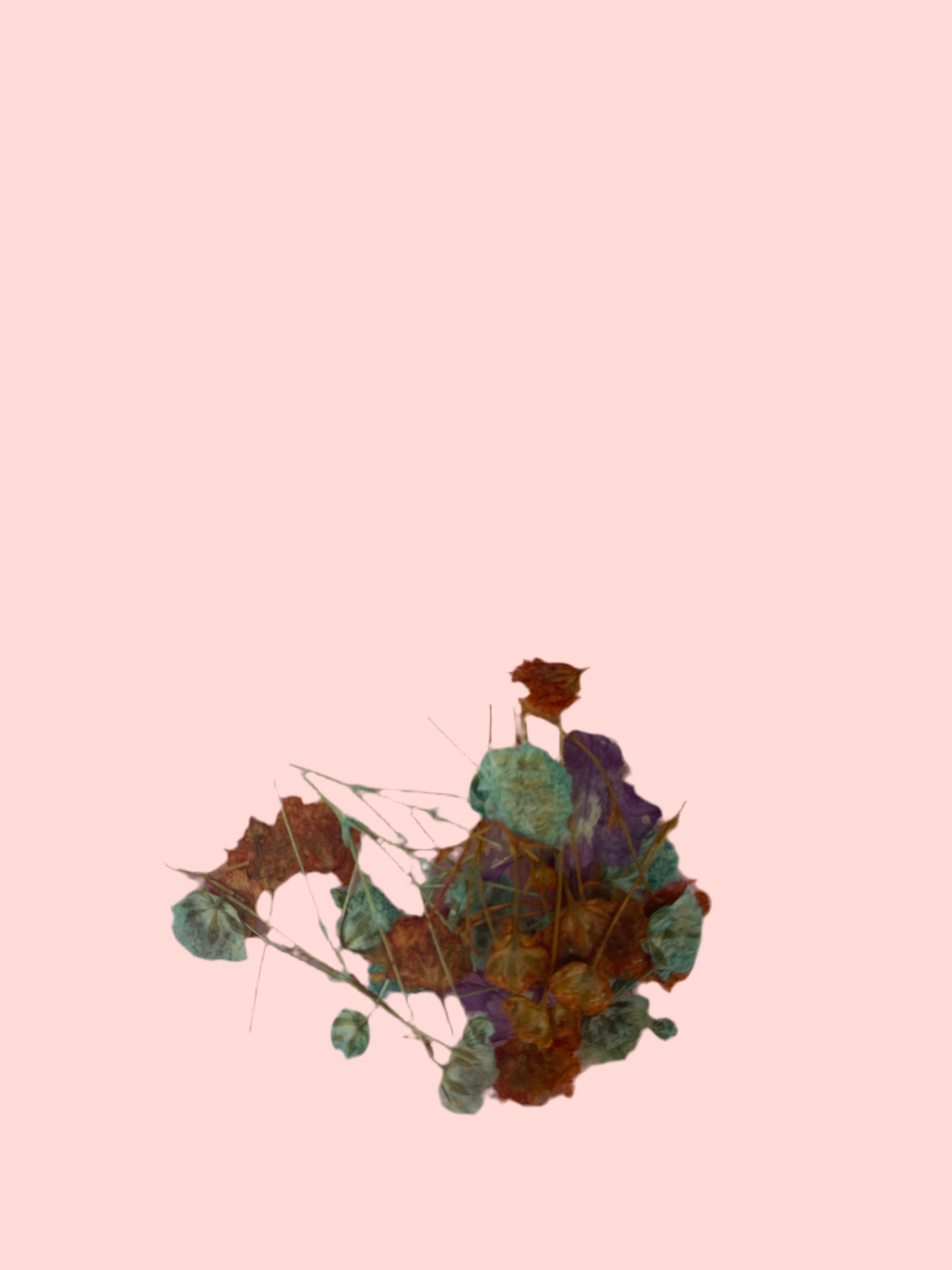 Dry Flowers | Set of 53 Colors