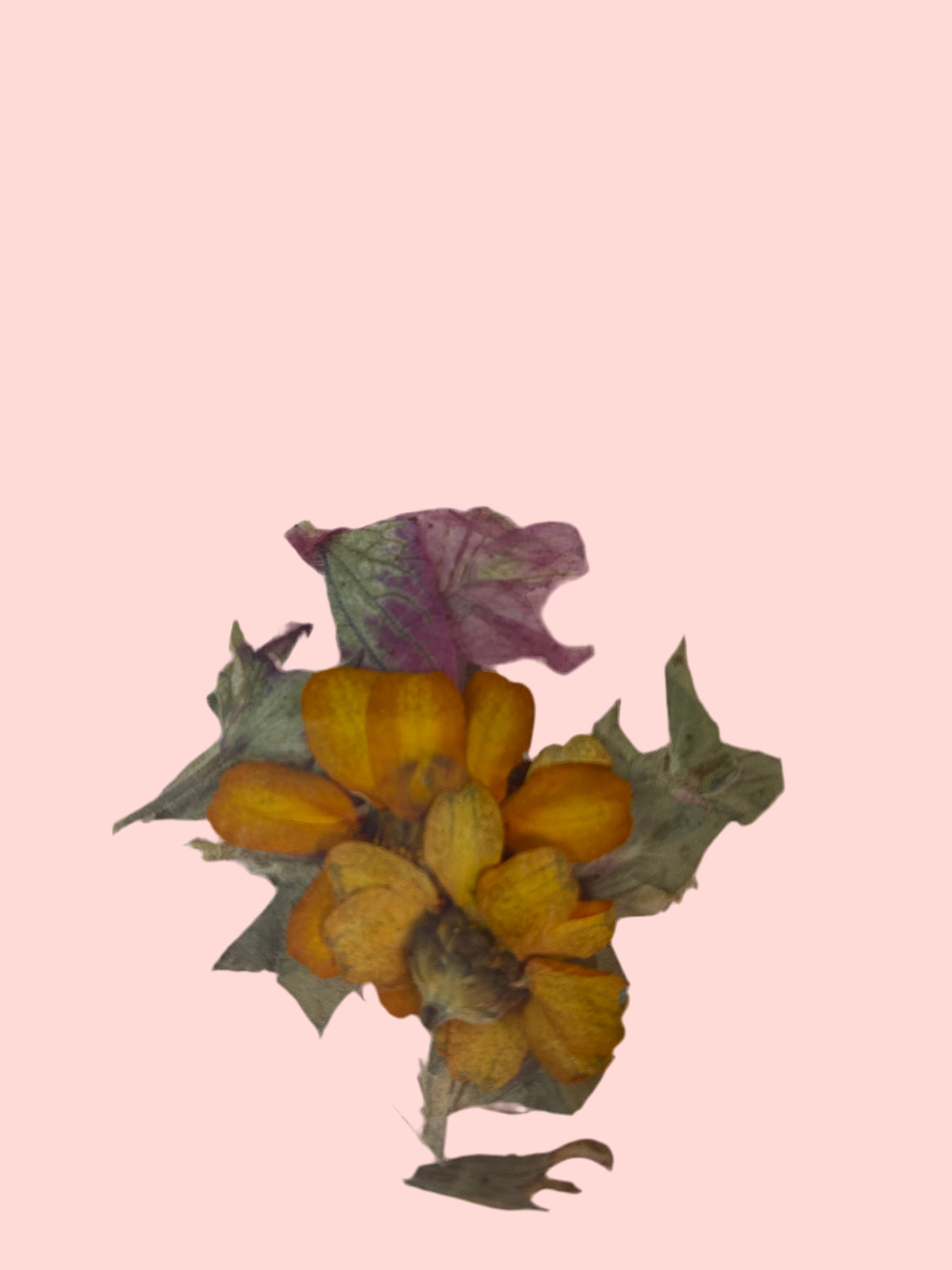 Dry Flowers | Set of 53 Colors