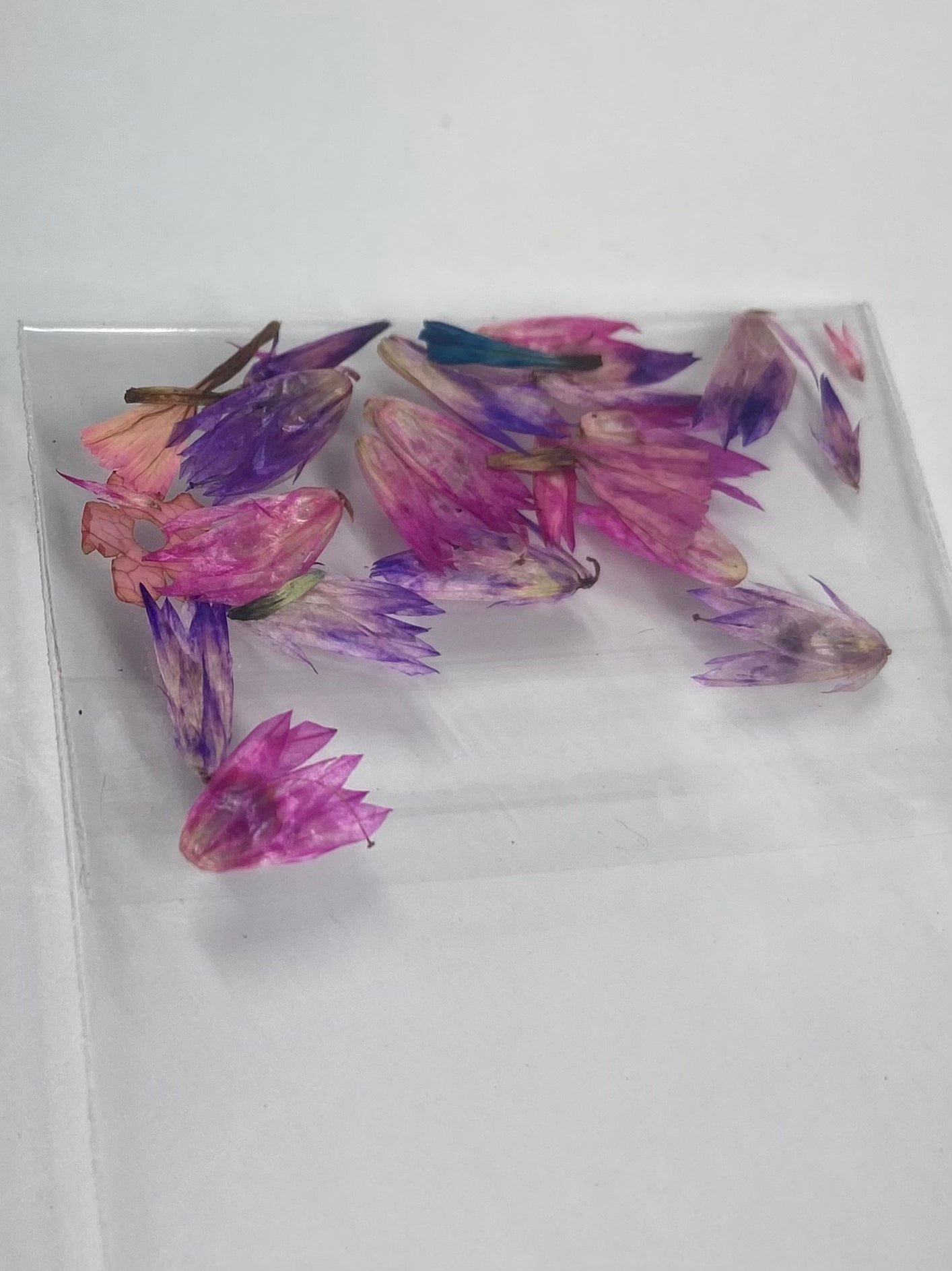 Dry Flowers | Set of 53 Colors