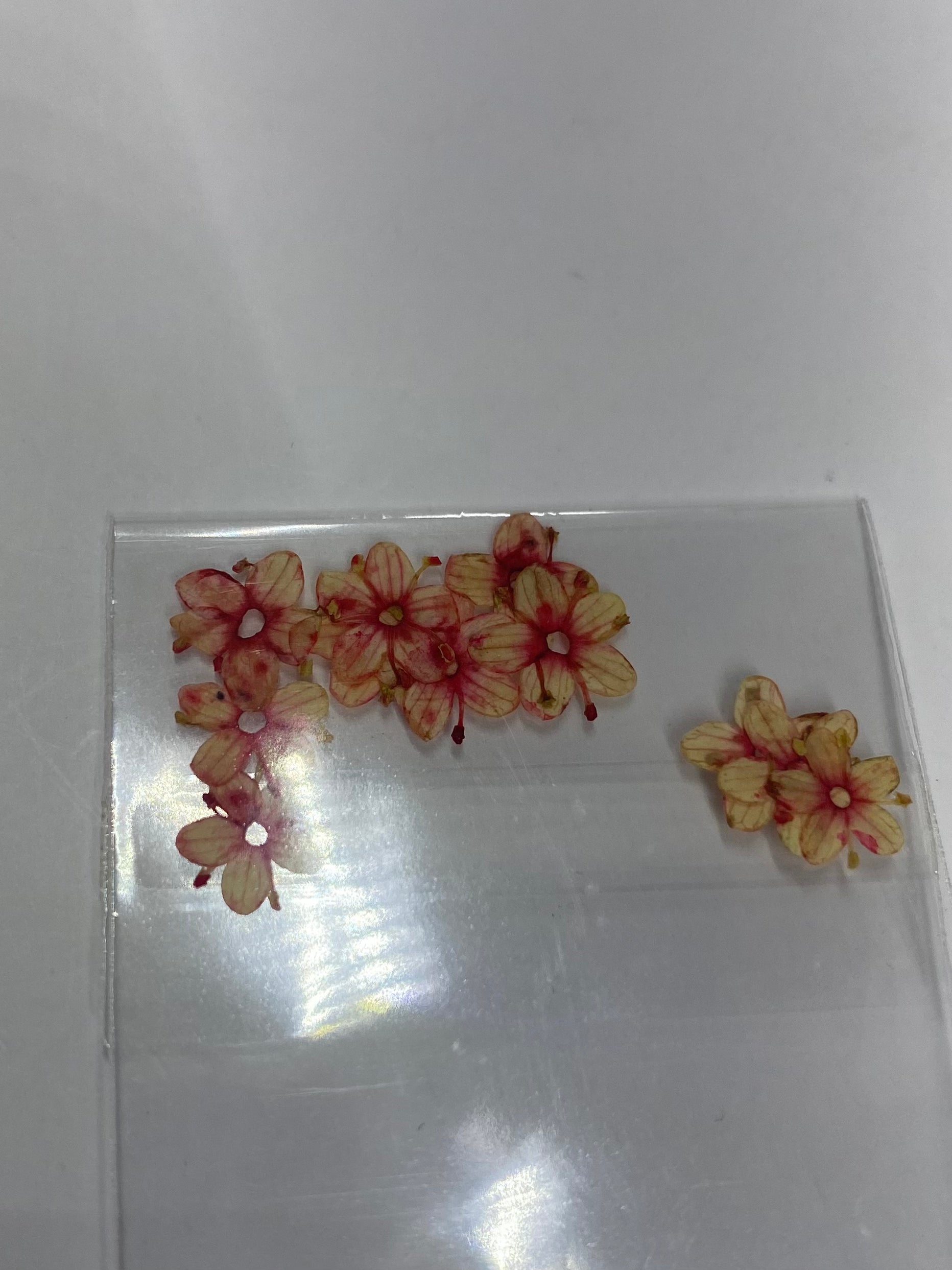 Dry Flowers | Set of 53 Colors