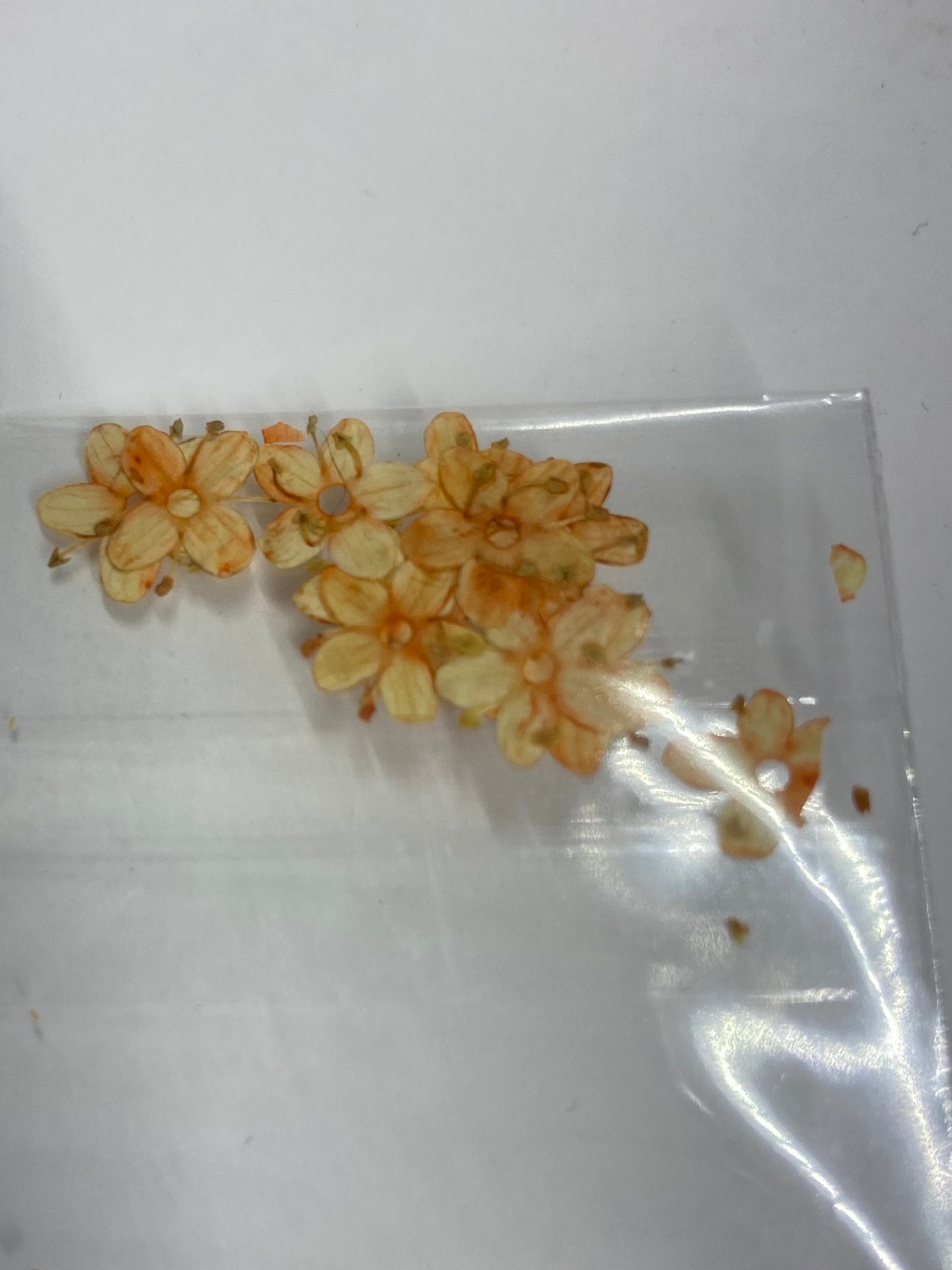 Dry Flowers | Set of 53 Colors
