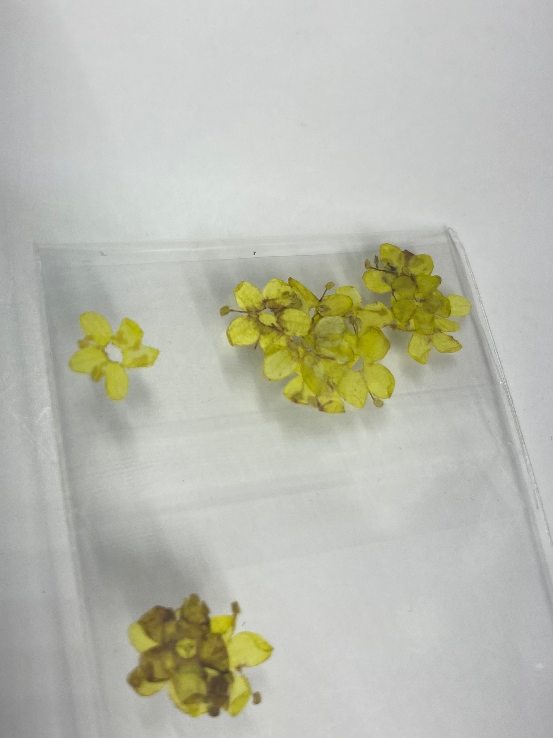 Dry Flowers | Set of 53 Colors