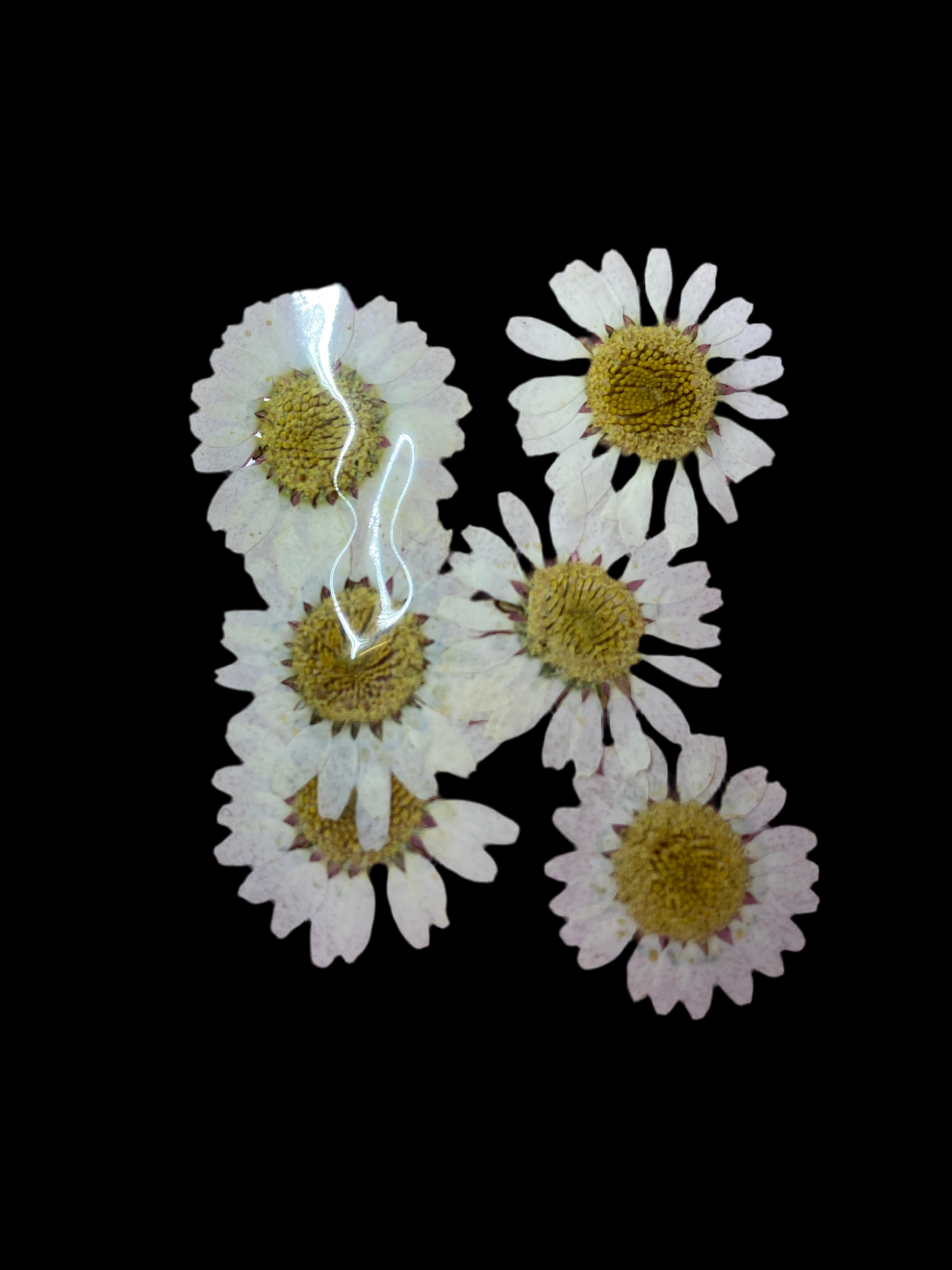 Dry Flowers | Set of 53 Colors