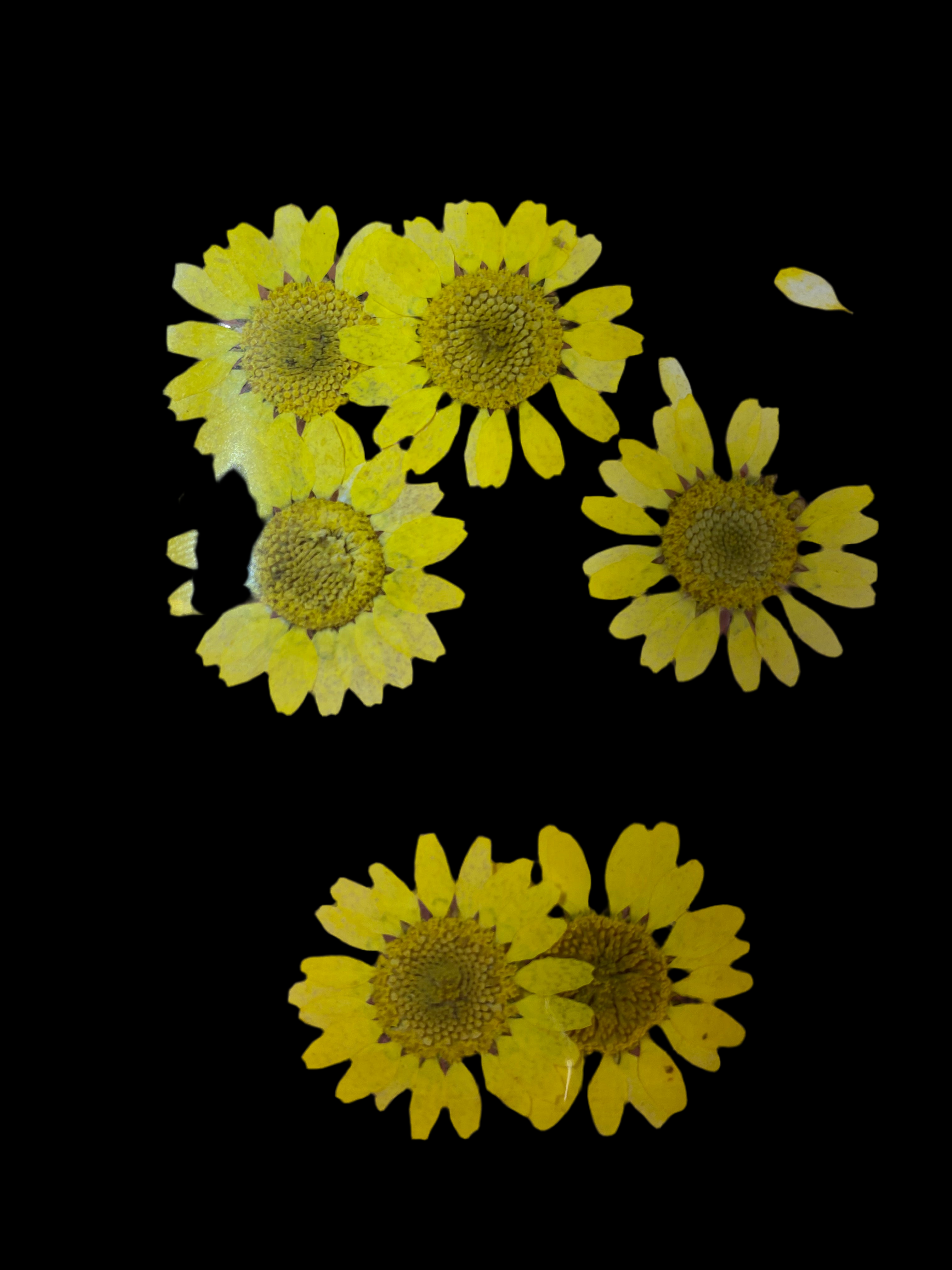 Dry Flowers | Set of 53 Colors