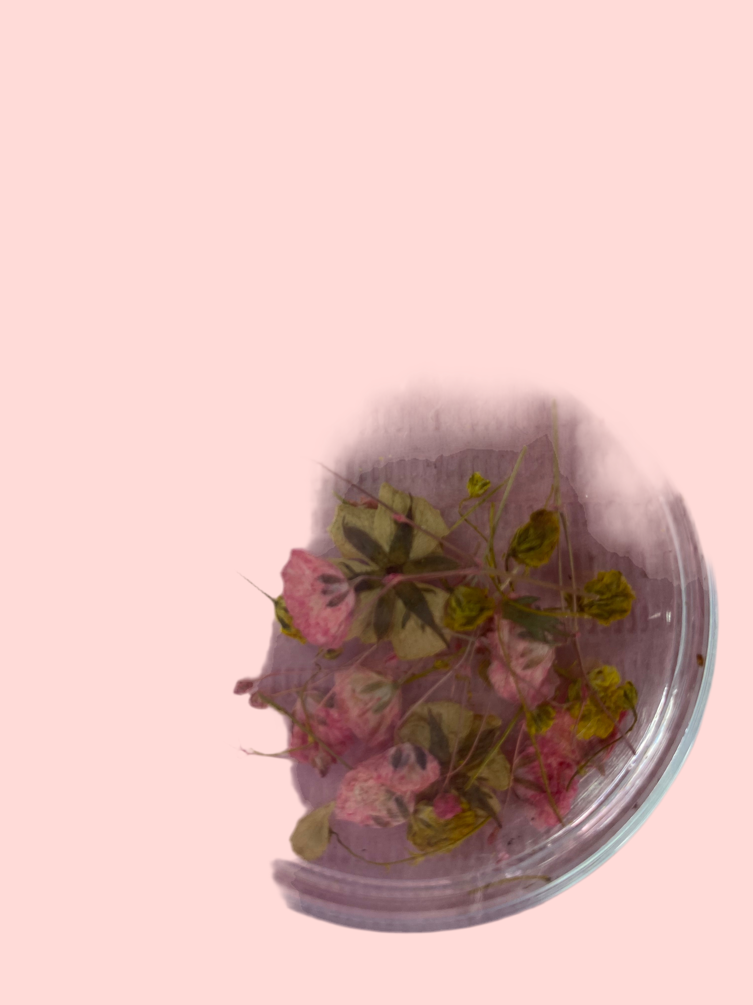 Dry Flowers | Set of 53 Colors