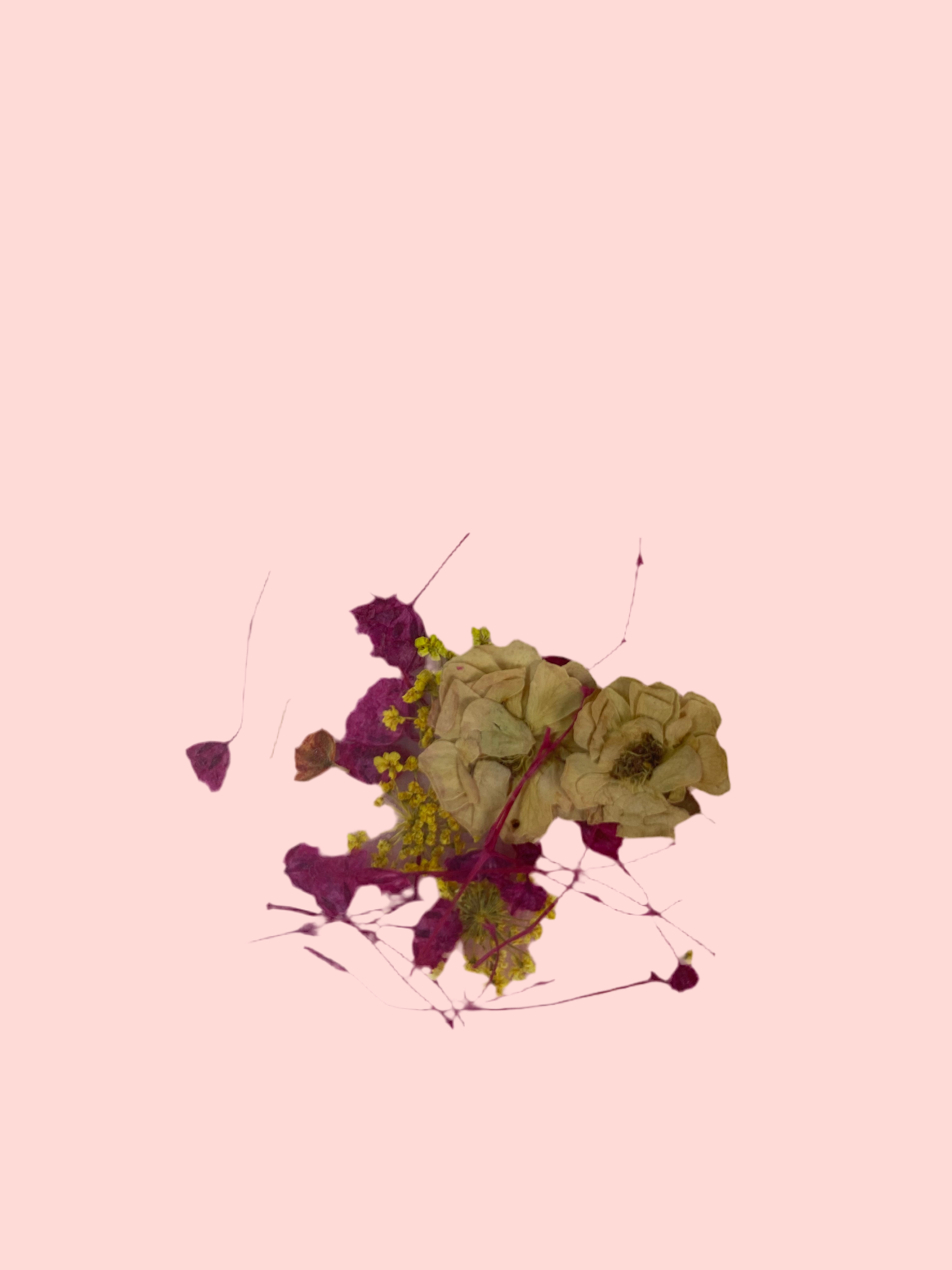 Dry Flowers | Set of 53 Colors