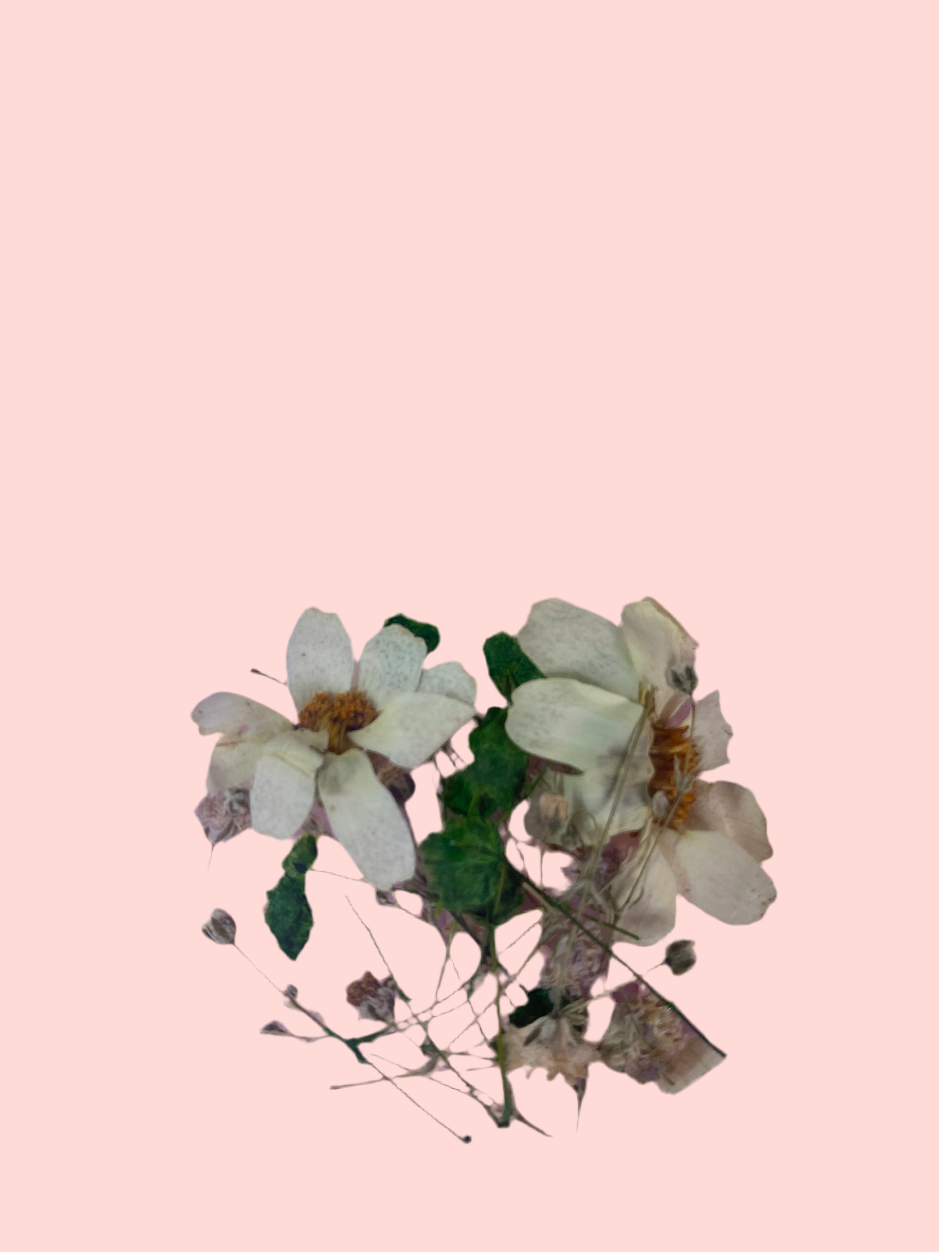Dry Flowers | Set of 53 Colors