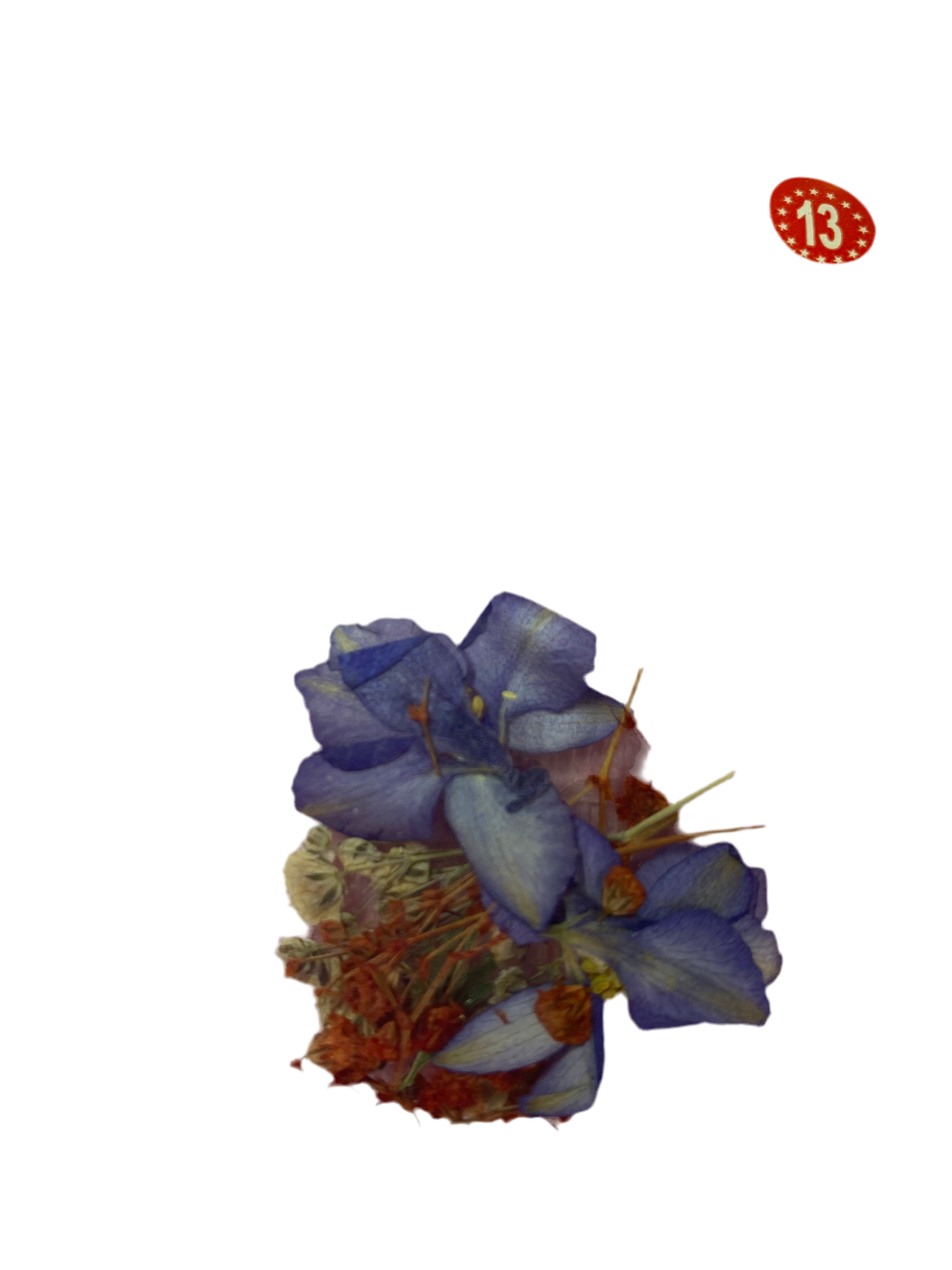 Dry Flowers | Set of 53 Colors
