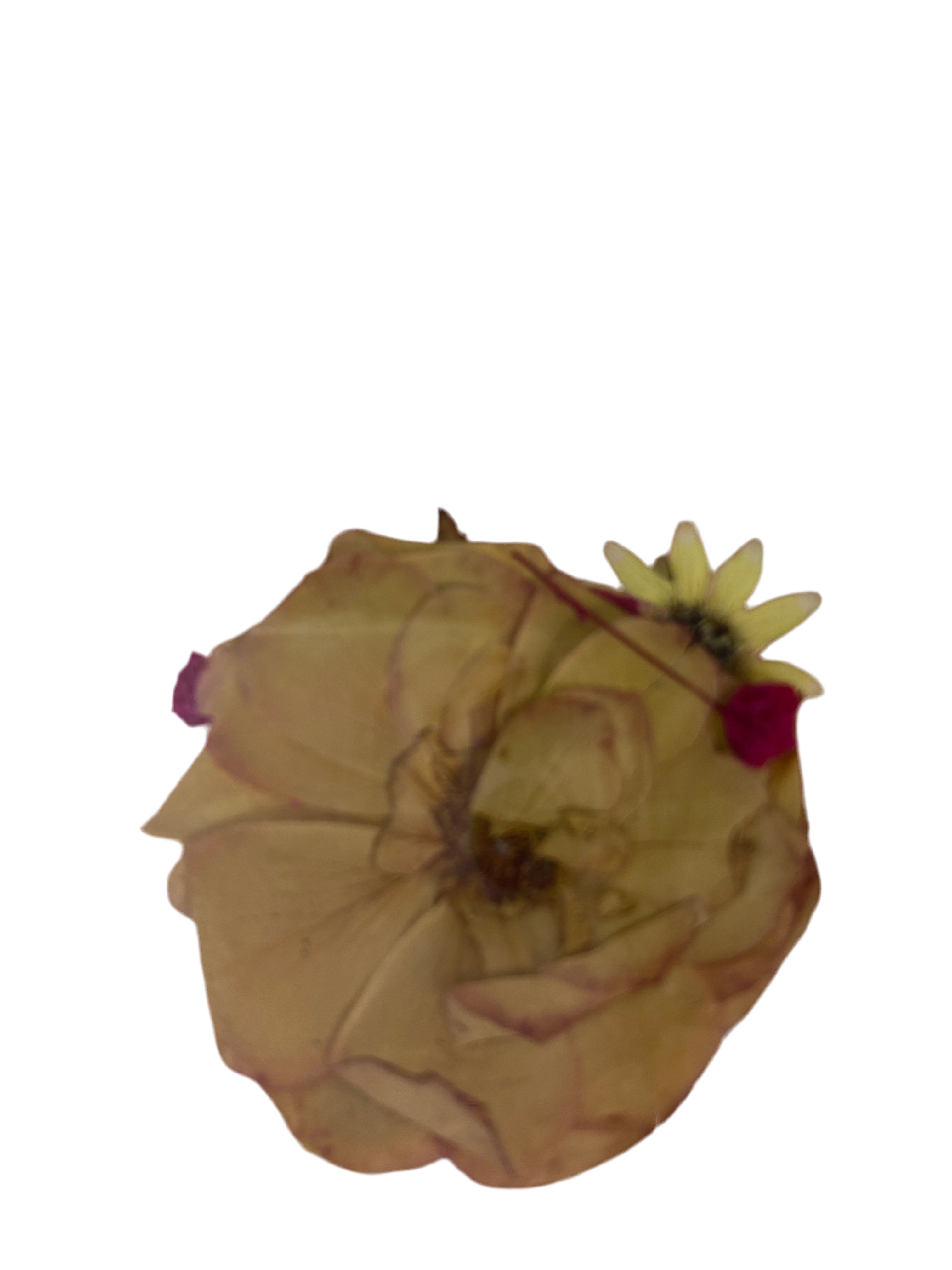 Dry Flowers | Set of 53 Colors