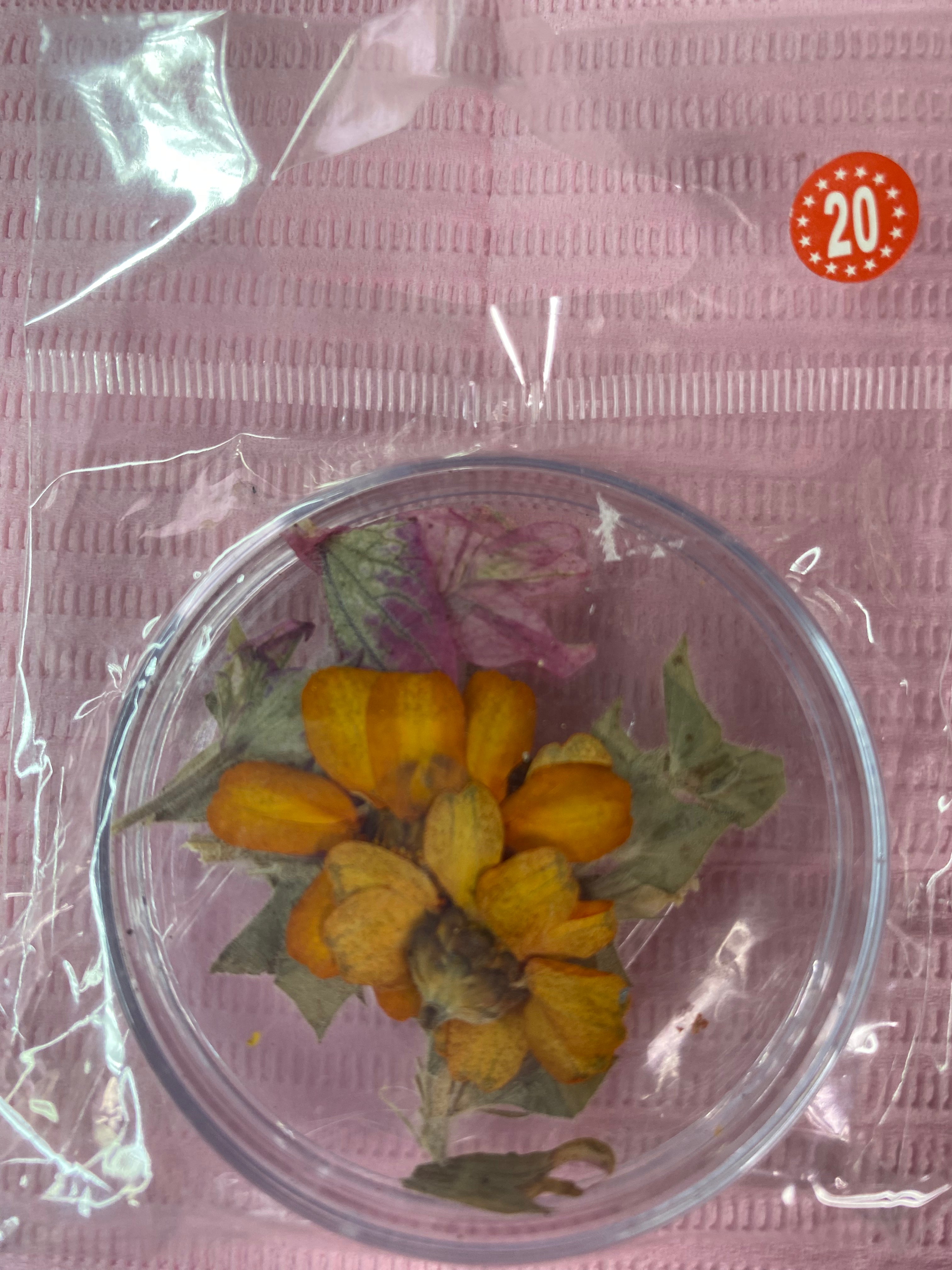 Dry Flowers | Set of 53 Colors