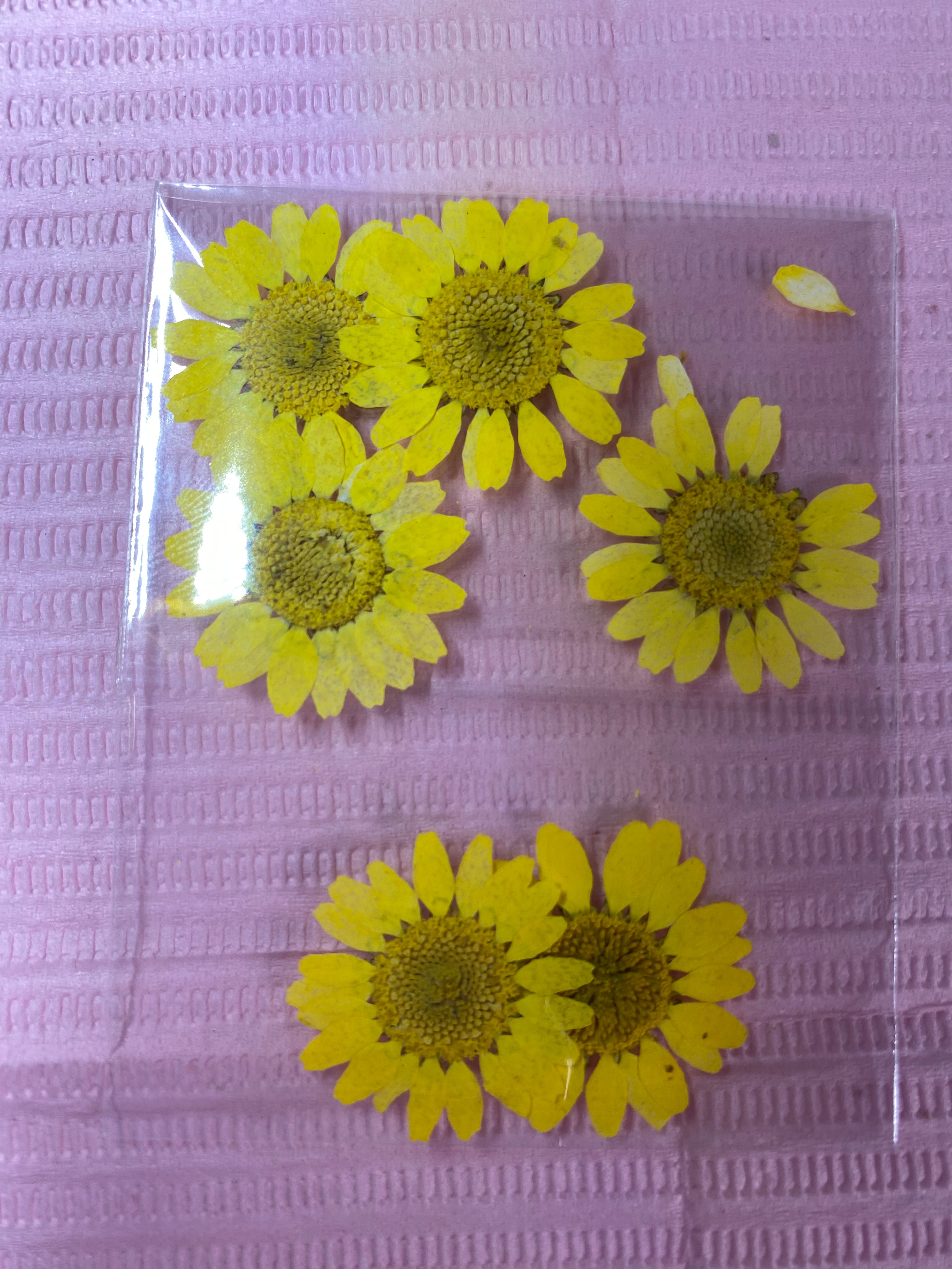 Dry Flowers | Set of 53 Colors